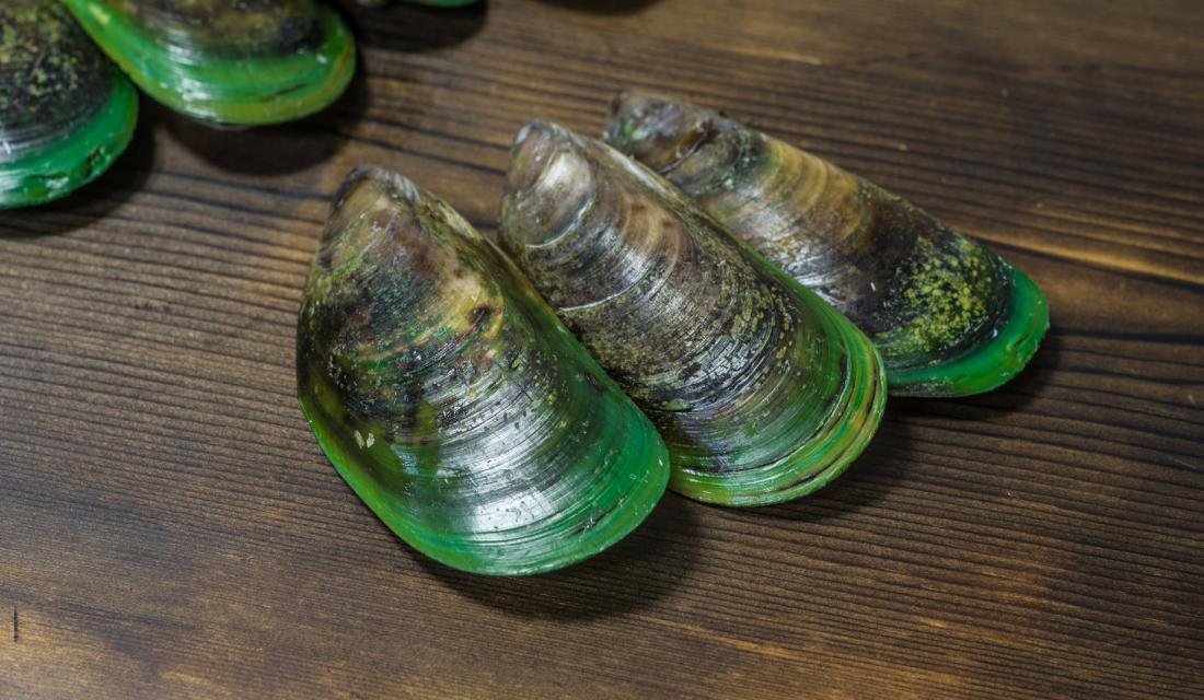 Bewegungsapparat Klartext Nahrungsergänzung